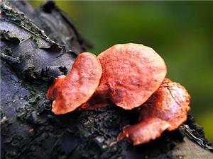 【源宇生物科技】為什么破壁靈芝孢子粉小孩不能吃？